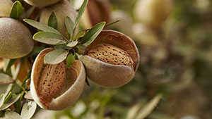 The California Almond Sustainability Advantage